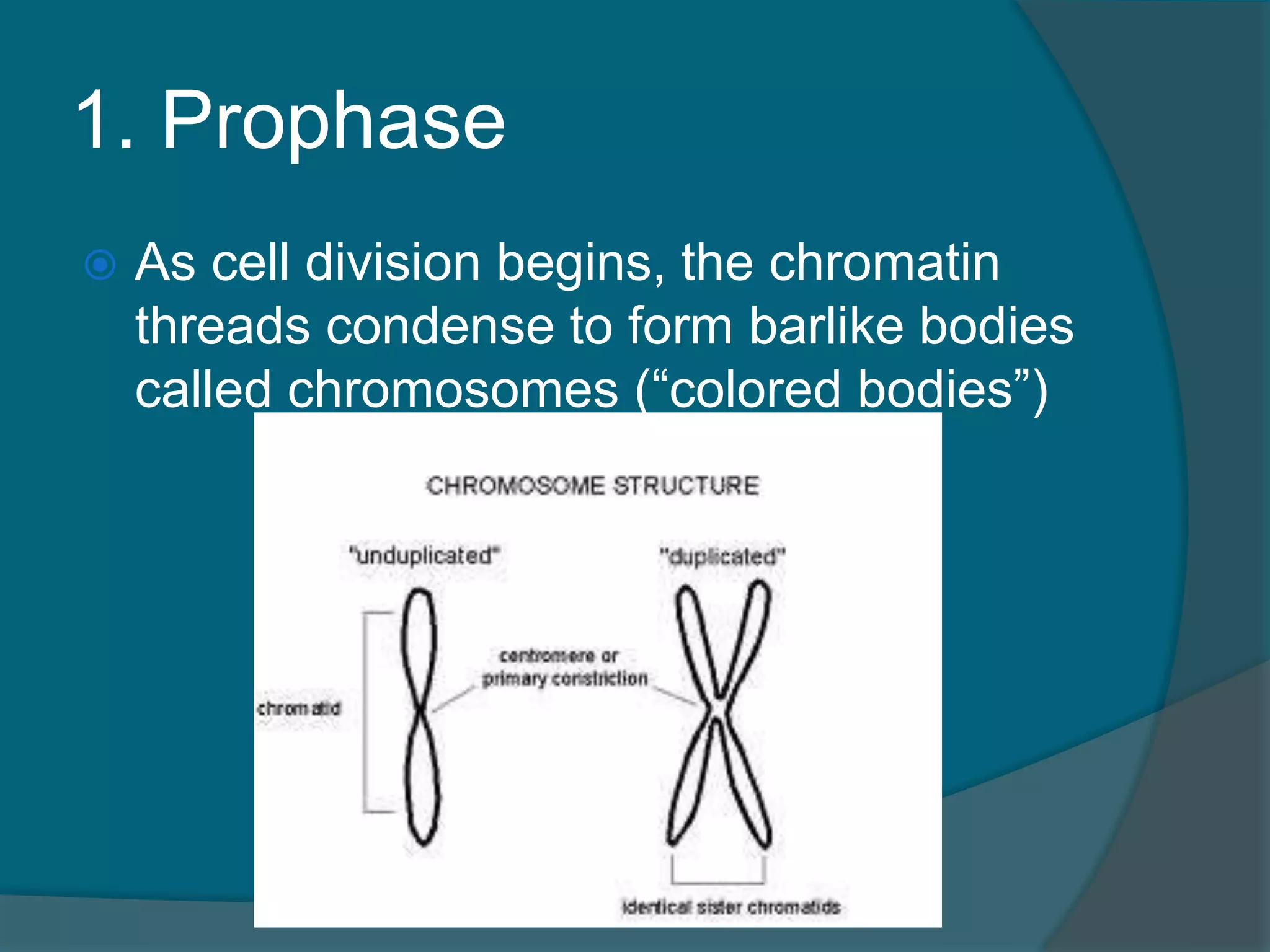 1. Prophase
 As cell division begins, the chromatin
threads condense to form barlike bodies
called chromosomes (“colored bodies”)
 