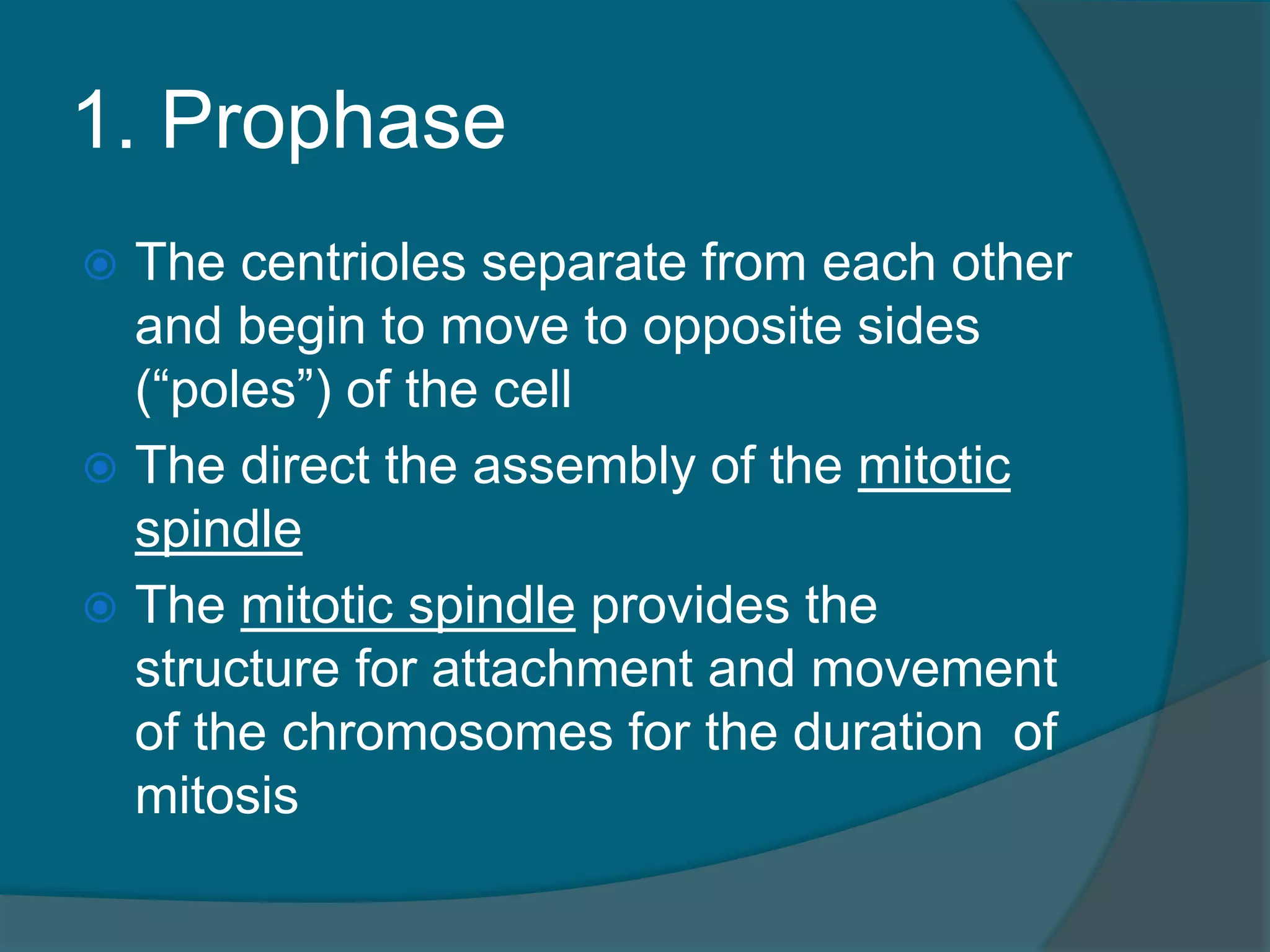 1. Prophase
 The centrioles separate from each other
and begin to move to opposite sides
(“poles”) of the cell
 The direct the assembly of the mitotic
spindle
 The mitotic spindle provides the
structure for attachment and movement
of the chromosomes for the duration of
mitosis
 