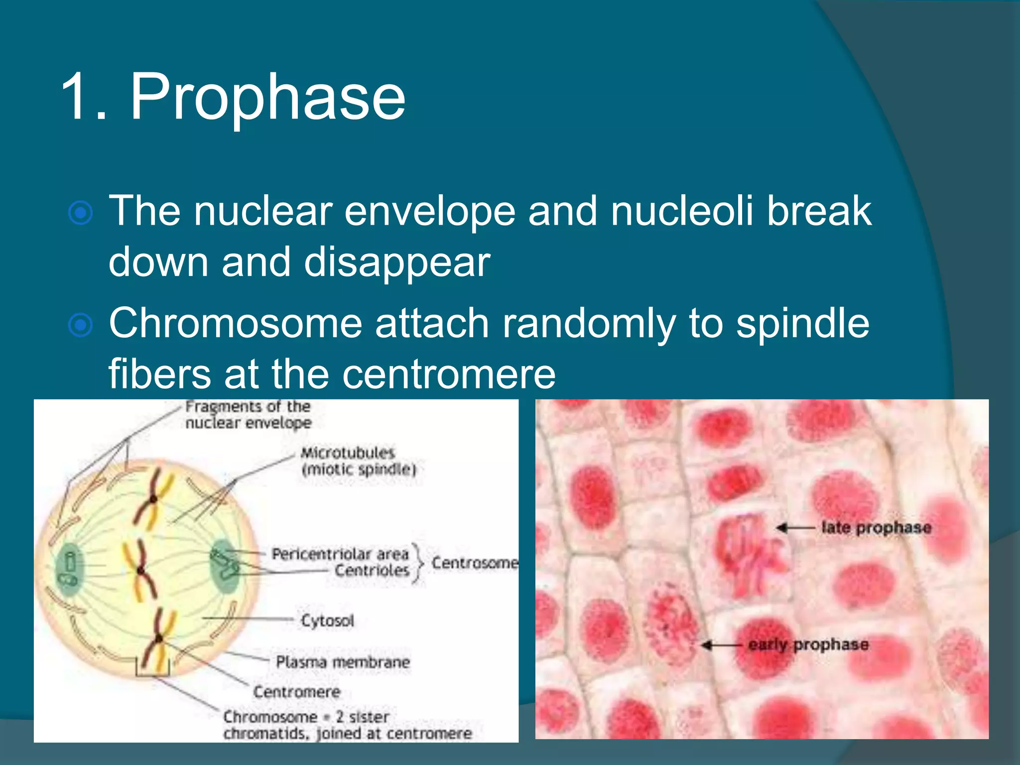 1. Prophase
 The nuclear envelope and nucleoli break
down and disappear
 Chromosome attach randomly to spindle
fibers at the centromere
 