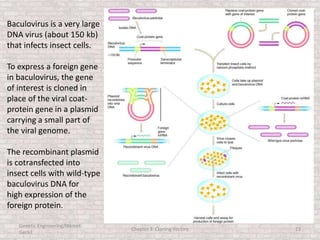 Genetic Engineering/Hikmet
Geckil
Chapter 3: Cloning Vectors 23
Baculovirus is a very large
DNA virus (about 150 kb)
that infects insect cells.
To express a foreign gene
in baculovirus, the gene
of interest is cloned in
place of the viral coat-
protein gene in a plasmid
carrying a small part of
the viral genome.
The recombinant plasmid
is cotransfected into
insect cells with wild-type
baculovirus DNA for
high expression of the
foreign protein.
 