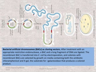 Genetic Engineering/Hikmet
Geckil
Chapter 3: Cloning Vectors 27
Bacterial artificial chromosomes (BACs) as cloning vectors. After treatment with an
appropriate restriction endonuclease, a BAC and a long fragment of DNA are ligated. The
recombinant BAC is transferred into E. coli by electroporation, and colonies with
recombinant BACs are selected by growth on media containing both the antibiotic
chloramphenicol and X-gal, the substrate for –galactosidase that produces a colored
product.
 
