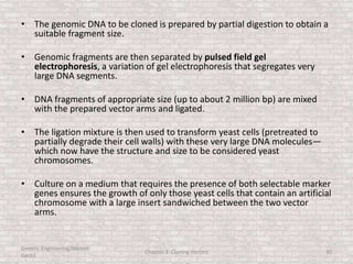 • The genomic DNA to be cloned is prepared by partial digestion to obtain a
suitable fragment size.
• Genomic fragments are then separated by pulsed field gel
electrophoresis, a variation of gel electrophoresis that segregates very
large DNA segments.
• DNA fragments of appropriate size (up to about 2 million bp) are mixed
with the prepared vector arms and ligated.
• The ligation mixture is then used to transform yeast cells (pretreated to
partially degrade their cell walls) with these very large DNA molecules—
which now have the structure and size to be considered yeast
chromosomes.
• Culture on a medium that requires the presence of both selectable marker
genes ensures the growth of only those yeast cells that contain an artificial
chromosome with a large insert sandwiched between the two vector
arms.
Genetic Engineering/Hikmet
Geckil
Chapter 3: Cloning Vectors 30
 