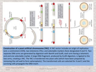 Genetic Engineering/Hikmet
Geckil
Chapter 3: Cloning Vectors 31
Construction of a yeast artificial chromosome (YAC). A YAC vector includes an origin of replication
(ori), a centromere (CEN), two telomeres (TEL), and selectable markers (here designated X and Y). Two
separate DNA arms are generated by digestion with BamHI and EcoRI, each arm having a telomeric
end and one selectable marker. A large DNA fragment, produced by EcoRI digestion, is ligated to the
two arms, creating a YAC. The YAC is transferred into yeast cells (which have been prepared by
removing the cell wall to form spheroplasts). The transformed cells are selected for X and Y, and the
surviving cells propagate the DNA insert.
 