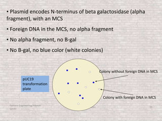 Genetic Engineering/Hikmet
Geckil
Chapter 3: Cloning Vectors 39
• Plasmid encodes N-terminus of beta galactosidase (alpha
fragment), with an MCS
• Foreign DNA in the MCS, no alpha fragment
• No alpha fragment, no B-gal
• No B-gal, no blue color (white colonies)
pUC19
transformation
plate
Colony without foreign DNA in MCS
Colony with foreign DNA in MCS
 