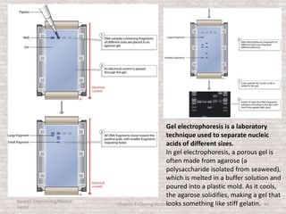 Genetic Engineering/Hikmet
Geckil
Chapter 3: Cloning Vectors 40
Gel electrophoresis is a laboratory
technique used to separate nucleic
acids of different sizes.
In gel electrophoresis, a porous gel is
often made from agarose (a
polysaccharide isolated from seaweed),
which is melted in a buffer solution and
poured into a plastic mold. As it cools,
the agarose solidifies, making a gel that
looks something like stiff gelatin.
 