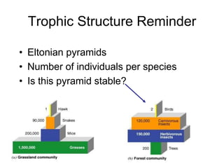 Trophic Structure Reminder
• Eltonian pyramids
• Number of individuals per species
• Is this pyramid stable?
 