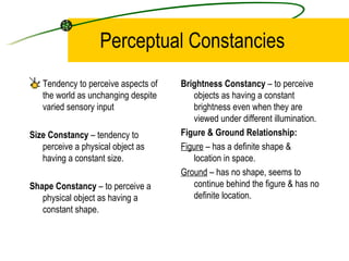 Perceptual Constancies <ul><li>Tendency to perceive aspects of the world as unchanging despite varied sensory input </li><...