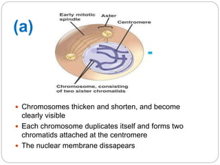  Chromosomes thicken and shorten, and become
clearly visible
 Each chromosome duplicates itself and forms two
chromatids attached at the centromere
 The nuclear membrane dissapears
(a)
 