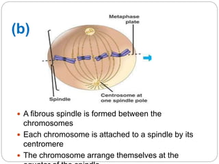  A fibrous spindle is formed between the
chromosomes
 Each chromosome is attached to a spindle by its
centromere
 The chromosome arrange themselves at the
(b)
 