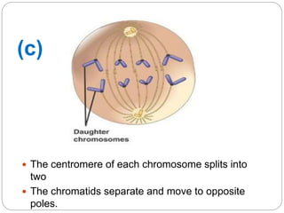  The centromere of each chromosome splits into
two
 The chromatids separate and move to opposite
poles.
(c)
 