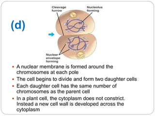  A nuclear membrane is formed around the
chromosomes at each pole
 The cell begins to divide and form two daughter cells
 Each daughter cell has the same number of
chromosomes as the parent cell
 In a plant cell, the cytoplasm does not constrict.
Instead a new cell wall is developed across the
cytoplasm
(d)
 