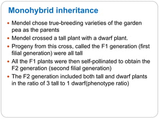 Monohybrid inheritance
 Mendel chose true-breeding varieties of the garden
pea as the parents
 Mendel crossed a tall plant with a dwarf plant.
 Progeny from this cross, called the F1 generation (first
filial generation) were all tall
 All the F1 plants were then self-pollinated to obtain the
F2 generation (second filial generation)
 The F2 generation included both tall and dwarf plants
in the ratio of 3 tall to 1 dwarf(phenotype ratio)
 