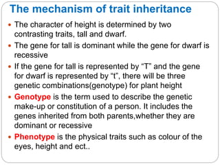 The mechanism of trait inheritance
 The character of height is determined by two
contrasting traits, tall and dwarf.
 The gene for tall is dominant while the gene for dwarf is
recessive
 If the gene for tall is represented by “T” and the gene
for dwarf is represented by “t”, there will be three
genetic combinations(genotype) for plant height
 Genotype is the term used to describe the genetic
make-up or constitution of a person. It includes the
genes inherited from both parents,whether they are
dominant or recessive
 Phenotype is the physical traits such as colour of the
eyes, height and ect..
 
