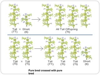 Pure bred crossed with pure
bred
 