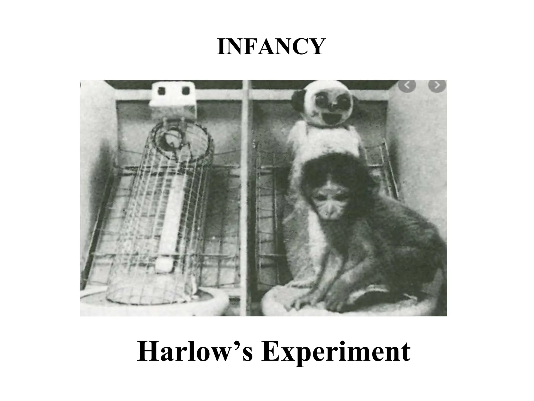 INFANCY
Harlow’s Experiment
 
