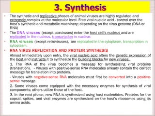    The synthetic and replicative phases of animal viruses are highly regulated and
    extremely complex at the molecular level. Free viral nucleic acid - control over the
    host’s synthetic and metabolic machinery; depending on the virus genome (DNA or
    RNA)
   The DNA viruses (except poxviruses) enter the host cell’s nucleus and are
    replicated in the nucleus, transcription in nucleus
   RNA viruses (except retroviruses), are replicated in the cytoplasm, transcription in
    cytoplasm.
   RNA VIRUS REPLICATION AND PROTEIN SYNTHESIS
    Almost immediately upon entry, the viral nucleic acid alters the genetic expression of
    the host and instructs it to synthesize the building blocks for new viruses.
    1. The RNA of the virus becomes a message for synthesizing viral proteins
    (translation). - Viruses with positive-sense RNA molecules already contain the correct
    message for translation into proteins.
    - Viruses with negative-sense RNA molecules must first be converted into a positive-
    sense message.
    2. Some viruses come equipped with the necessary enzymes for synthesis of viral
    components; others utilize those of the host.
    3. In the next phase, new RNA is synthesized using host nucleotides. Proteins for the
    capsid, spikes, and viral enzymes are synthesized on the host’s ribosomes using its
    amino acids.
 