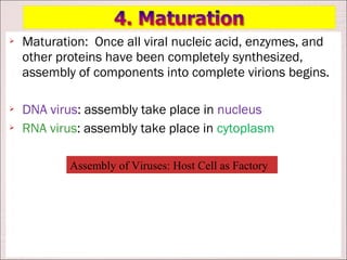    Maturation: Once all viral nucleic acid, enzymes, and
    other proteins have been completely synthesized,
    assembly of components into complete virions begins.

   DNA virus: assembly take place in nucleus
   RNA virus: assembly take place in cytoplasm

            Assembly of Viruses: Host Cell as Factory
 