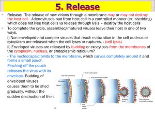    Release: The release of new virions through a membrane may or may not destroy
    the host cell. Adenoviruses bud from host cell in a controlled manner (ex. shedding)
    which does not lyse host cells vs release through lysis – destroy the host cells
   To complete the cycle, assembled/matured viruses leave their host in one of two
    ways.
    i) Non-enveloped and complex viruses that reach maturation in the cell nucleus or
    cytoplasm are released when the cell lyses or ruptures. - (cell lysis)
    ii) Enveloped viruses are released by budding or exocytosis from the membranes of
    the cytoplasm, nucleus, or endoplasmic reticulum?
    - The nucleocapsid binds to the membrane, which curves completely around it and
    forms a small pouch.
    Pinching off the pouch
    releases the virus with its
    envelope. Budding of
    enveloped viruses
    causes them to be shed
    gradually, without the
    sudden destruction of the cell.
 