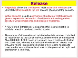   Regardless of how the virus leaves, most active viral infections are
    ultimately lethal/deadly to the cell because of accumulated damage.

   Lethal damages include a permanent shutdown of metabolism and
    genetic expression, destruction of cell membrane and organelles,
    toxicity of virus components, and release of lysosomes.

   A fully formed, extracellular virus particle that is virulent (able to
    establish infection in a host) is called a virion

   The number of virions released by infected cells is variable, controlled
    by factors such as the size of the virus and the health of the host cell.
    About 3,000 to 4,000 virions are released from a single cell infected
    with poxviruses, whereas a poliovirus-infected cell can release over
    100,000 virions - even a small number of new virions happens to
    meet another susceptible cell and infect it, the potential for rapid viral
    proliferation is immense.
 