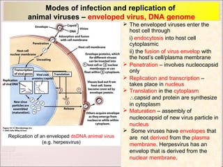 Modes of infection and replication of
        animal viruses – enveloped virus, DNA genome
                                                  The enveloped viruses enter the
                                                   host cell through
                                                   i) endocytosis into host cell
                                                   cytoplasmic
                                                   ii) the fusion of virus envelop with
                                                   the host’s cell/plasma membrane
                                                  Penetration – involves nucleocapsid
                                                   only
                                                  Replication and transcription –
                                                   takes place in nucleus
                                                  Translation in the cytoplasm
                                                   ∴capsid and protein are synthesize
                                                   in cytoplasm
                                                  Maturation – assembly of
                                                   nucleocapsid of new virus particle in
                                                   nucleus
                                                  Some viruses have envelopes that
Replication of an enveloped dsDNA animal virus     are not derived from the plasma
                (e.g. herpesvirus)                 membrane. Herpesvirus has an
                                                   envelop that is derived from the
                                                   nuclear membrane.
 
