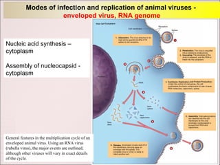 Modes of infection and replication of animal viruses -
                      enveloped virus, RNA genome



Nucleic acid synthesis –
cytoplasm

Assembly of nucleocapsid -
cytoplasm




General features in the multiplication cycle of an
enveloped animal virus. Using an RNA virus
(rubella virus), the major events are outlined,
although other viruses will vary in exact details
of the cycle.
 