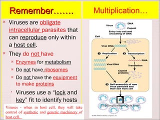 Remember…….                                   Multiplication…
    Viruses are obligate
     intracellular parasites that
     can reproduce only within
     a host cell.
    They do not have
          Enzymes for metabolism
       
           Do not have ribosomes
       
           Do not have the equipment
           to make proteins
       •   Viruses use a “lock and
           key” fit to identify hosts
                                                      19_04SimpViralReproCycle_A.swf
    Viruses - when in host cell, they will take
    control of synthetic and genetic machinery of
    host cell.
 
