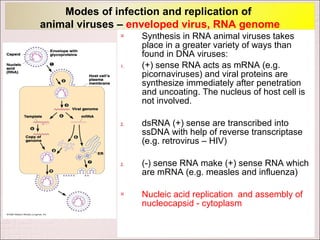 Modes of infection and replication of
animal viruses – enveloped virus, RNA genome
                  Synthesis in RNA animal viruses takes
                   place in a greater variety of ways than
                   found in DNA viruses:
              1.   (+) sense RNA acts as mRNA (e.g.
                   picornaviruses) and viral proteins are
                   synthesize immediately after penetration
                   and uncoating. The nucleus of host cell is
                   not involved.

              2.   dsRNA (+) sense are transcribed into
                   ssDNA with help of reverse transcriptase
                   (e.g. retrovirus – HIV)

              2.   (-) sense RNA make (+) sense RNA which
                   are mRNA (e.g. measles and influenza)

                  Nucleic acid replication and assembly of
                   nucleocapsid - cytoplasm
 
