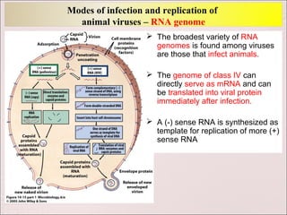 Modes of infection and replication of
  animal viruses – RNA genome
                    The broadest variety of RNA
                     genomes is found among viruses
                     are those that infect animals.

                    The genome of class IV can
                     directly serve as mRNA and can
                     be translated into viral protein
                     immediately after infection.

                    A (-) sense RNA is synthesized as
                     template for replication of more (+)
                     sense RNA
 