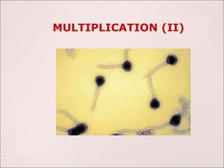 MULTIPLICATION (II)
 