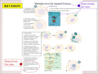 Point of entry
REVISION        for virus:




Point of exit
for virus:
 