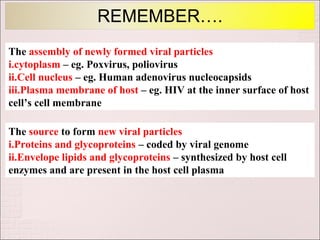 REMEMBER….
The assembly of newly formed viral particles
i.cytoplasm – eg. Poxvirus, poliovirus
ii.Cell nucleus – eg. Human adenovirus nucleocapsids
iii.Plasma membrane of host – eg. HIV at the inner surface of host
cell’s cell membrane

The source to form new viral particles
i.Proteins and glycoproteins – coded by viral genome
ii.Envelope lipids and glycoproteins – synthesized by host cell
enzymes and are present in the host cell plasma
 
