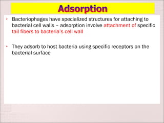    Bacteriophages have specialized structures for attaching to
    bacterial cell walls – adsorption involve attachment of specific
    tail fibers to bacteria’s cell wall

   They adsorb to host bacteria using specific receptors on the
    bacterial surface
 