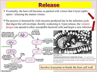  Eventually, the host cell becomes so packed with viruses that it lyses (splits
  open) - releasing the mature virions.

The process is hastened by viral enzymes produced late in the infection cycle
 that digest the cell envelope, thereby weakening it. Upon release, the virulent
 phages can spread to other susceptible bacterial cells and begin a new infection.




                                   Involve lysozyme to break the host cell wall
 