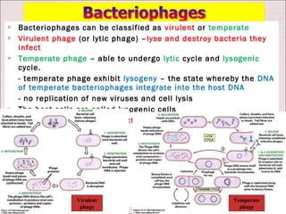    Bacteriophages can be classified as virulent or temperate
   Virulent phage (or lytic phage) – lyse and destroy bacteria they
    infect
   Temperate phage – able to undergo lytic cycle and lysogenic
    cycle.
    - temperate phage exhibit lysogeny – the state whereby the DNA
    of temperate bacteriophages integrate into the host DNA
    - no replication of new viruses and cell lysis
   The host cells are called lysogenic cells
   The viral DNA within the bacteria chromosome is called
    prophage




                  Virulent                                Temperate
                   phage                                    phage
 