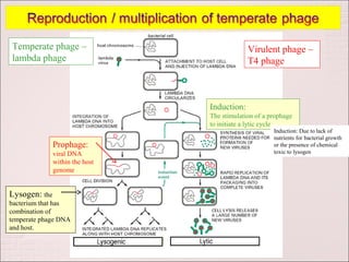 Temperate phage –                             Virulent phage –
lambda phage                                  T4 phage



                                 Induction:
                                 The stimulation of a prophage
                                 to initiate a lytic cycle
                                                       Induction: Due to lack of
                                                       nutrients for bacterial growth
               Prophage:                               or the presence of chemical
               viral DNA                               toxic to lysogen
               within the host
               genome


Lysogen: the
bacterium that has
combination of
temperate phage DNA
and host.
 