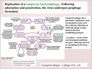 Replication of a temperate bacteriophage: Following
adsorption and penetration, the virus undergoes prophage
formation

                                                                   Temperate phages have
                                                                   alternative replication cycle
                                                                   i)A productive lytic cycle
                                                                   ii)A reductive infection, in
                                                                   which the phage remain
                                                                   latent in the host
                                                                   establishing lysogeny

                                                                   - Lysogeny – occurs when
                                                                   environmental conditions
                                                                   are poor. Allowing survival
                                                                   as a prophage in the host. -
                                                                   lysogen




      Induction: Due to lack of nutrients
      for bacterial growth or the presence
      of chemical toxic to lysogen           Lysogenic phages - λ phage of E. coli.
 