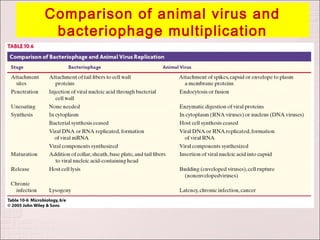 Comparison of animal virus and
 bacteriophage multiplication
 