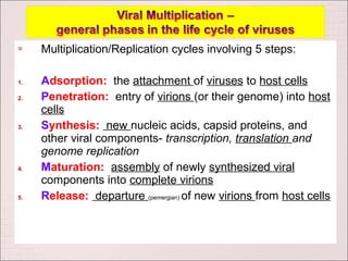     Multiplication/Replication cycles involving 5 steps:

1.   Adsorption: the attachment of viruses to host cells
2.   Penetration: entry of virions (or their genome) into host
     cells
3.   Synthesis: new nucleic acids, capsid proteins, and
     other viral components- transcription, translation and
     genome replication
4.   Maturation: assembly of newly synthesized viral
     components into complete virions
5.   Release: departure (pemergian) of new virions from host cells
 