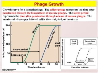 Phage Growth
Growth curve for a bacteriophage: The eclipse phage represents the time after
penetration through the biosynthesis of mature phages. The latent period
represents the time after penetration through release of mature phages. The
number of viruses per infected cell is the viral yield, or burst size
 