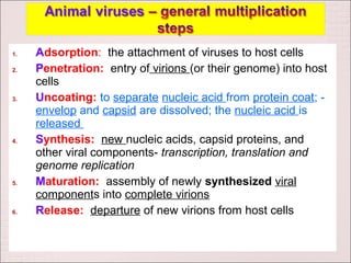 1.   Adsorption: the attachment of viruses to host cells
2.   Penetration: entry of virions (or their genome) into host
     cells
3.   Uncoating: to separate nucleic acid from protein coat; -
     envelop and capsid are dissolved; the nucleic acid is
     released
4.   Synthesis: new nucleic acids, capsid proteins, and
     other viral components- transcription, translation and
     genome replication
5.   Maturation: assembly of newly synthesized viral
     components into complete virions
6.   Release: departure of new virions from host cells
 