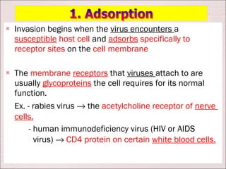    Invasion begins when the virus encounters a
    susceptible host cell and adsorbs specifically to
    receptor sites on the cell membrane

   The membrane receptors that viruses attach to are
    usually glycoproteins the cell requires for its normal
    function.
    Ex. - rabies virus → the acetylcholine receptor of nerve
    cells.
         - human immunodeficiency virus (HIV or AIDS
           virus) → CD4 protein on certain white blood cells.
 