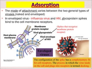    The mode of attachment varies between the two general types of
    viruses (naked and enveloped)
   In enveloped virus - influenza virus and HIV, glycoprotein spikes
    bind to the cell membrane receptors.
                                                (Spikes that recognize
                                                membrane protein
                                                receptor)




                             Enveloped
                              viruses
                          The configuration of the spike has a complementary fit
                          for cell receptors. The process in which the virus lands
                          on the cell and plugs into receptors is termed docking.
 
