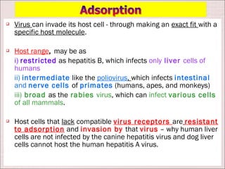    Virus can invade its host cell - through making an exact fit with a
    specific host molecule.

   Host range, may be as
    i) restricted as hepatitis B, which infects only liver cells of
    humans
    ii) intermediate like the poliovirus, which infects intestinal
    and nerve cells of primates (humans, apes, and monkeys)
    iii) broad as the rabies virus, which can infect various cells
    of all mammals.

   Host cells that lack compatible virus receptors are resistant
    to adsorption and invasion by that virus – why human liver
    cells are not infected by the canine hepatitis virus and dog liver
    cells cannot host the human hepatitis A virus.
 