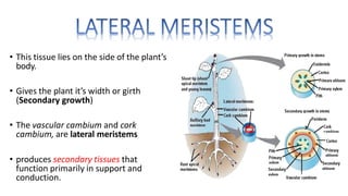 chapter3-planttissues-1709221555708.pptx