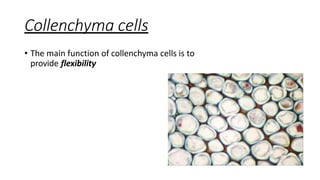 chapter3-planttissues-1709221555708.pptx