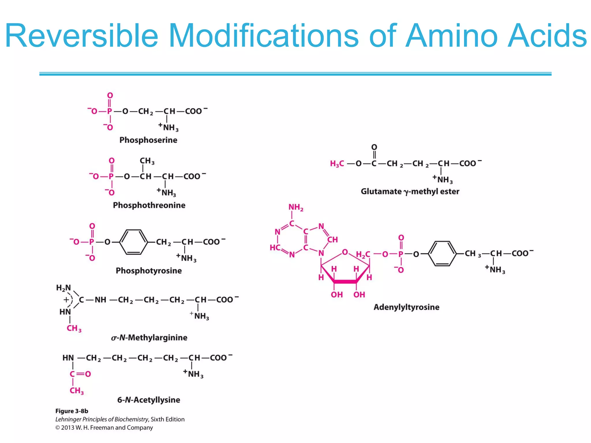 Biochemistry - Ch3 Amino Acids , Peptides , Protein | PDF