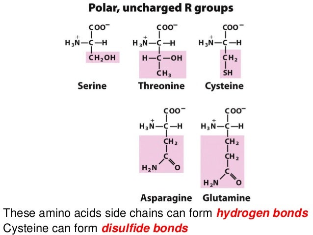 biochemistry ch3 amino acids peptides protein which amino acids can form hydrogen bonds