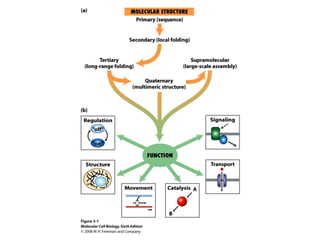 Molecular Cell Biology Lodish 6th.ppt - Chapter 3 protein structure and ...