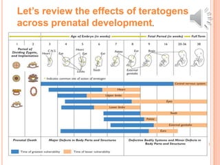 Let’s review the effects of teratogens
across prenatal development.
 