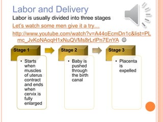 Labor and Delivery
Labor is usually divided into three stages
Let’s watch some men give it a try…
http://www.youtube.com/watch?v=A44oEcmDn1c&list=PL
mc_JvKoNAoqH1xNuQVMs8rLrlPn7EnYA 
Stage 1
• Starts
when
muscles
of uterus
contract
and ends
when
cervix is
fully
enlarged
Stage 2
• Baby is
pushed
through
the birth
canal
Stage 3
• Placenta
is
expelled
 